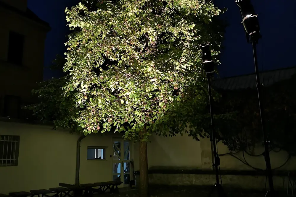 Osvícená líska