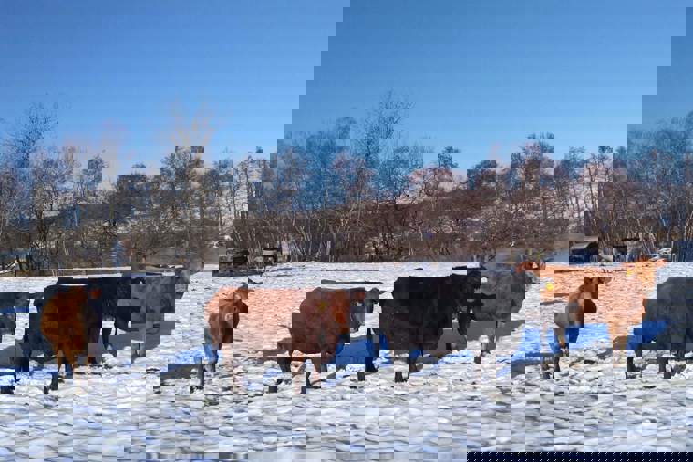 zasněžené pole s krávami