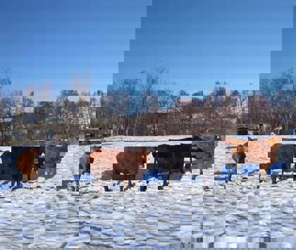 zasněžené pole s krávami